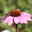 Purpursonnenhut 'PowWow® Wild Berry', purpurrosa, Topf-Ø 13 cm
