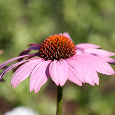 Purpursonnenhut 'PowWow® Wild Berry', purpurrosa, Topf-Ø 13 cm Purpursonnenhut 'PowWow® Wild Berry', purpurrosa, Topf-Ø 13 cm