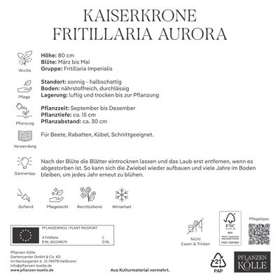 Fritillaria Imperialis Aurora (Kaiserkrone) orange, 3 Blumenzwiebeln Fritillaria Imperialis Aurora (Kaiserkrone) orange, 3 Blumenzwiebeln