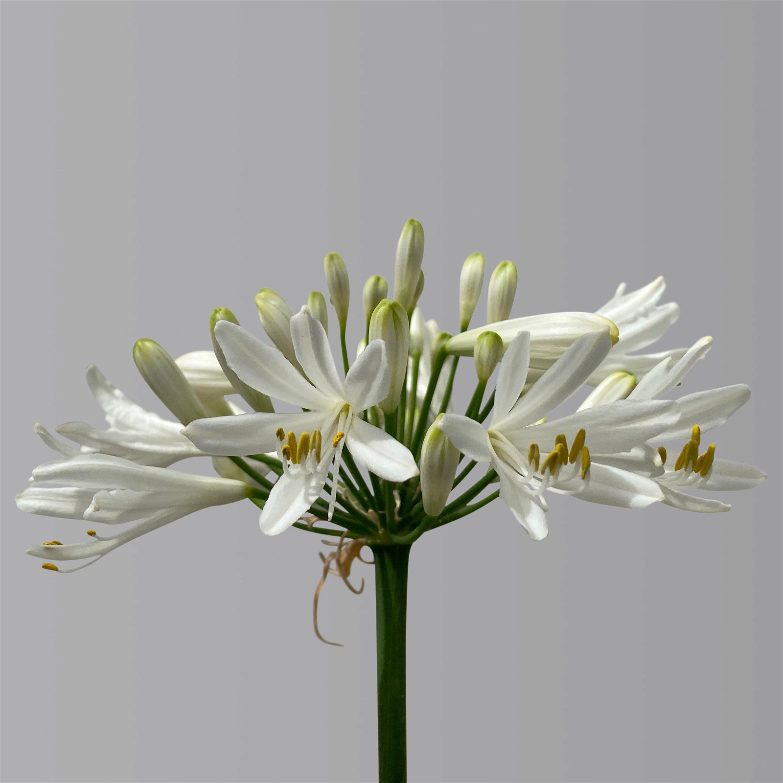 Agapanthus 'Whitney® weiß, Topf-Ø 24 cm