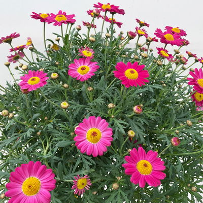 Margerite, rot, Stamm, Topf-Ø 25 cm