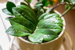 Glücksfeder/Zamioculcas Glücksfeder/Zamioculcas