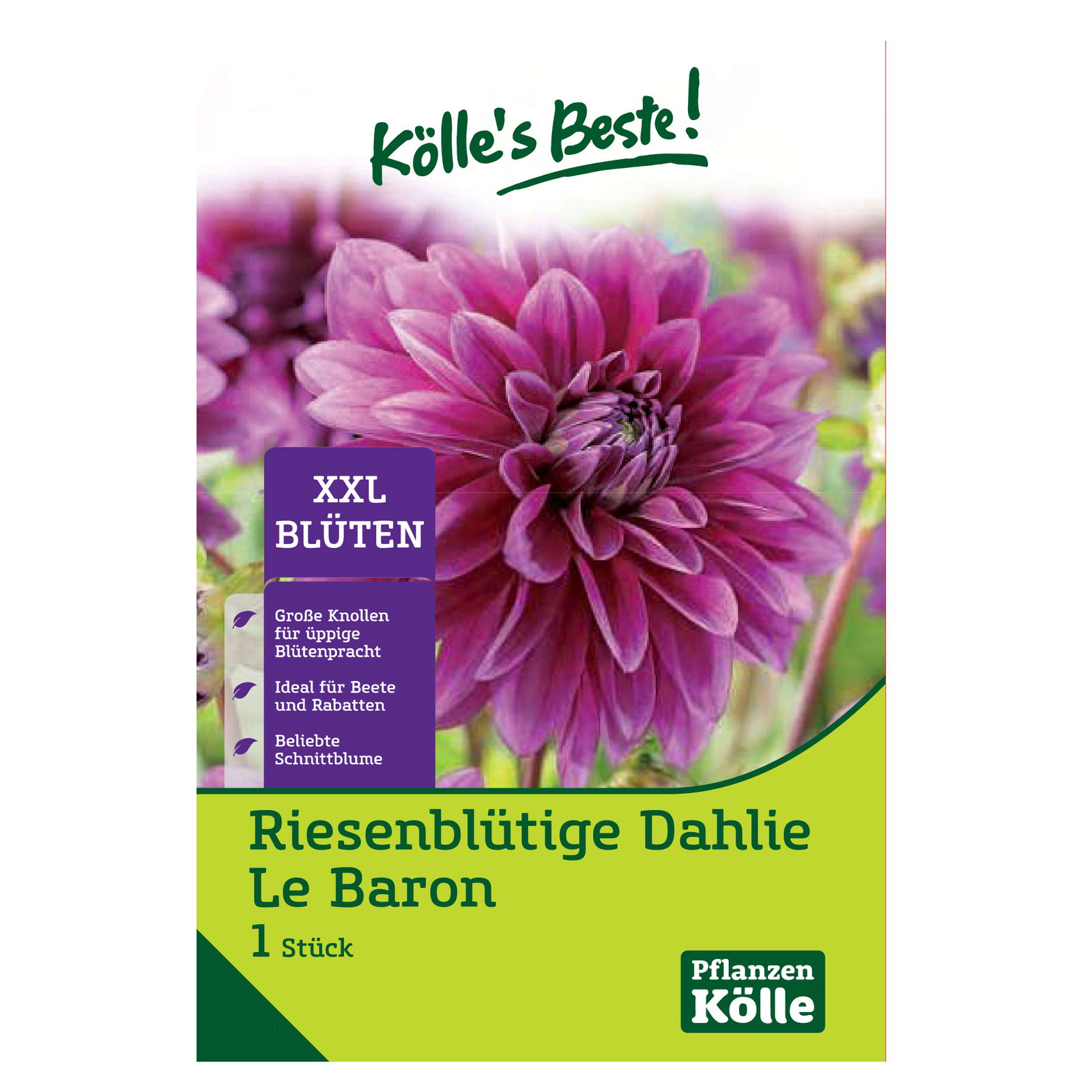 Riesenblütige Dahlie 'Le Baron' violett, 1 Blumenknolle