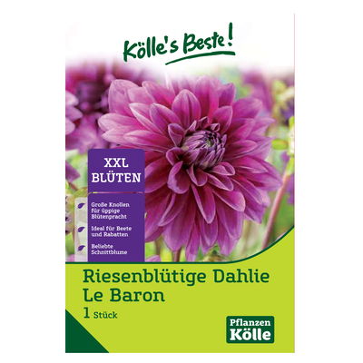 Riesenblütige Dahlie 'Le Baron' violett, 1 Blumenknolle Riesenblütige Dahlie 'Le Baron' violett, 1 Blumenknolle