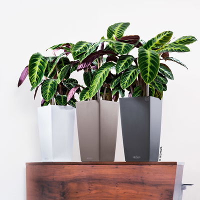 Lechuza 'Cubico Color 22', schiefergrau, ca. 22 x 22 x H 41 cm