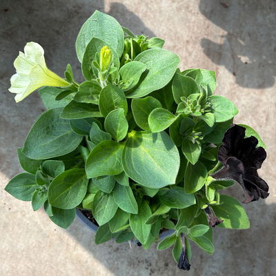 Petunien 'Duo' schwarz & weiß/hellzartgelb, hängend, Topf-Ø 14 cm, 4er-Set Petunien 'Duo' schwarz & weiß/hellzartgelb, hängend, Topf-Ø 14 cm, 4er-Set