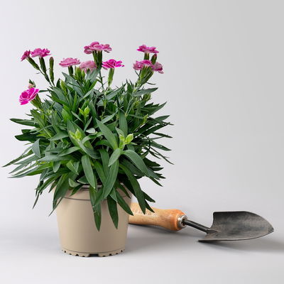 Duftnelken 'Peman', pink, Topf-Ø 12/13 cm, 6 Pflanzen