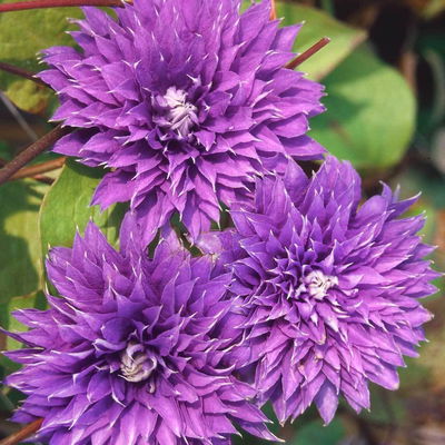 Kölle Clematis 'Multi Blue', 2 Liter Topf, 60-80 cm