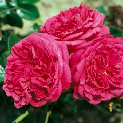 Stammrose 'Kölle's Rosensymphonie'®, Edelrose, Stammhöhe 60 cm im 7,5 Liter Topf Stammrose 'Kölle's Rosensymphonie'®, Edelrose, Stammhöhe 60 cm im 7,5 Liter Topf