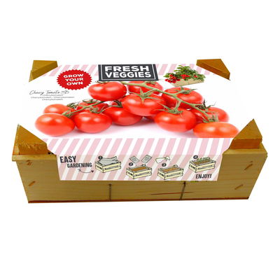 Kleine Anzuchtkiste mit Kirschtomaten