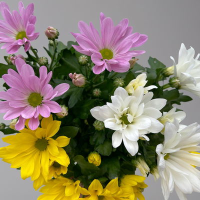 Chrysantheme 'Trio', weiß-gelb-rosa, Topf-Ø 12 cm, 6 Pflanzen Chrysantheme 'Trio', weiß-gelb-rosa, Topf-Ø 12 cm, 6 Pflanzen