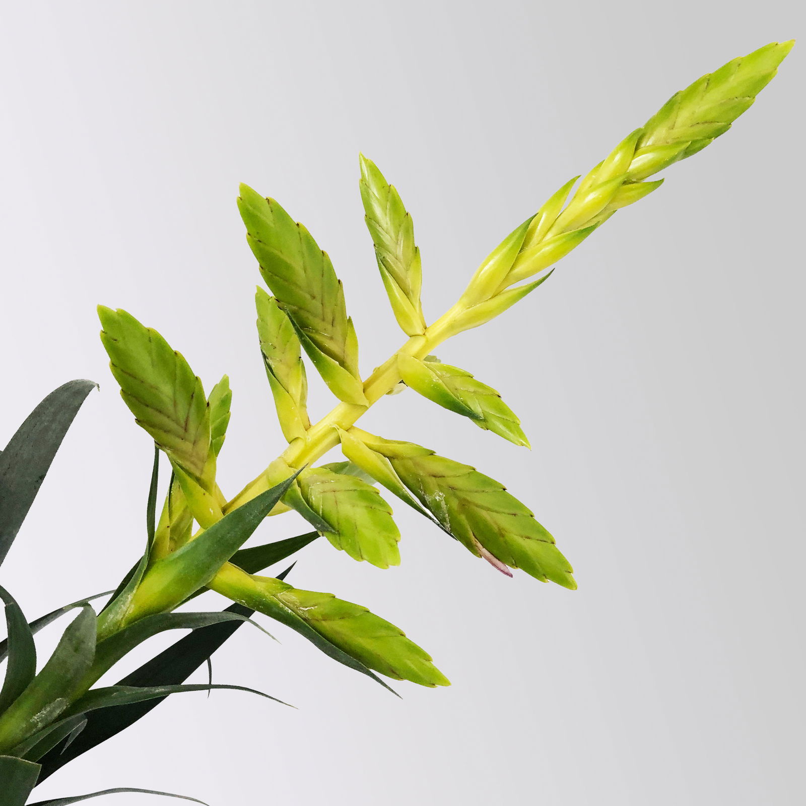 Tillandsie oerstediana, gelb, im Übertopf Vibes gelb, Topf-Ø 12 cm Tillandsie oerstediana, gelb, im Übertopf Vibes gelb, Topf-Ø 12 cm