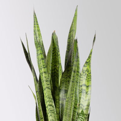 Bogenhanf im Korbübertopf Osaka Topf-Ø 21 cm, Höhe ca. 80 cm Bogenhanf im Korbübertopf Osaka Topf-Ø 21 cm, Höhe ca. 80 cm