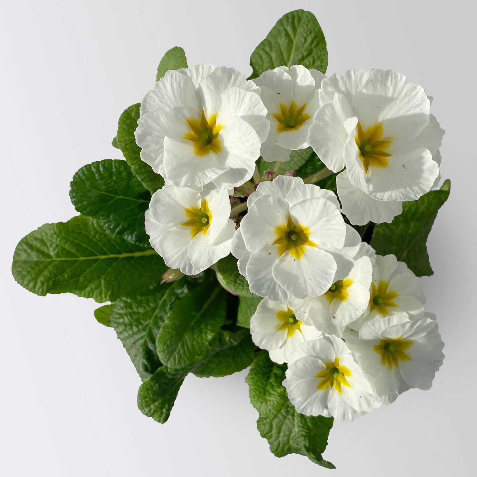 Hohe Schlüsselblume 'Inara® White', weiß, Topf-Ø 13 cm, 6 Pflanzen Hohe Schlüsselblume 'Inara® White', weiß, Topf-Ø 13 cm, 6 Pflanzen