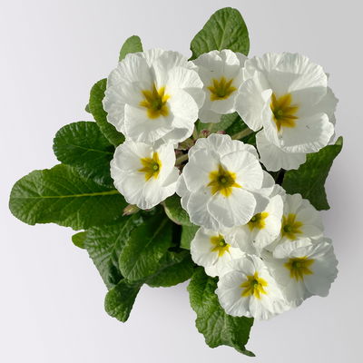 Hohe Schlüsselblume 'Inara® White', weiß, Topf-Ø 13 cm, 6 Pflanzen Hohe Schlüsselblume 'Inara® White', weiß, Topf-Ø 13 cm, 6 Pflanzen