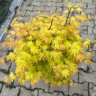 Japanischer Fächerahorn 'Orange Dream', Höhe 80 - 100 cm, Topf 10 Liter