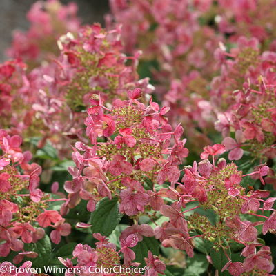 Kompakte Rispenhortensie 'Little Quick Fire'®, weiß, 3er-Set, Topf 5 Liter