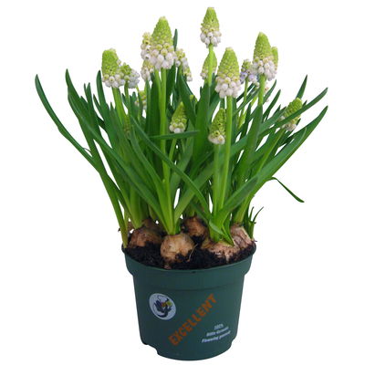 Kölle Traubenhyazinthe, Muscari armeniacum, weiß, vorgetrieben, Topf 10 cm