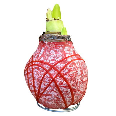 Amaryllis in Wachs XL, Dekor 'Marble Red mit Streifen', Blüte rot Amaryllis in Wachs XL, Dekor 'Marble Red mit Streifen', Blüte rot