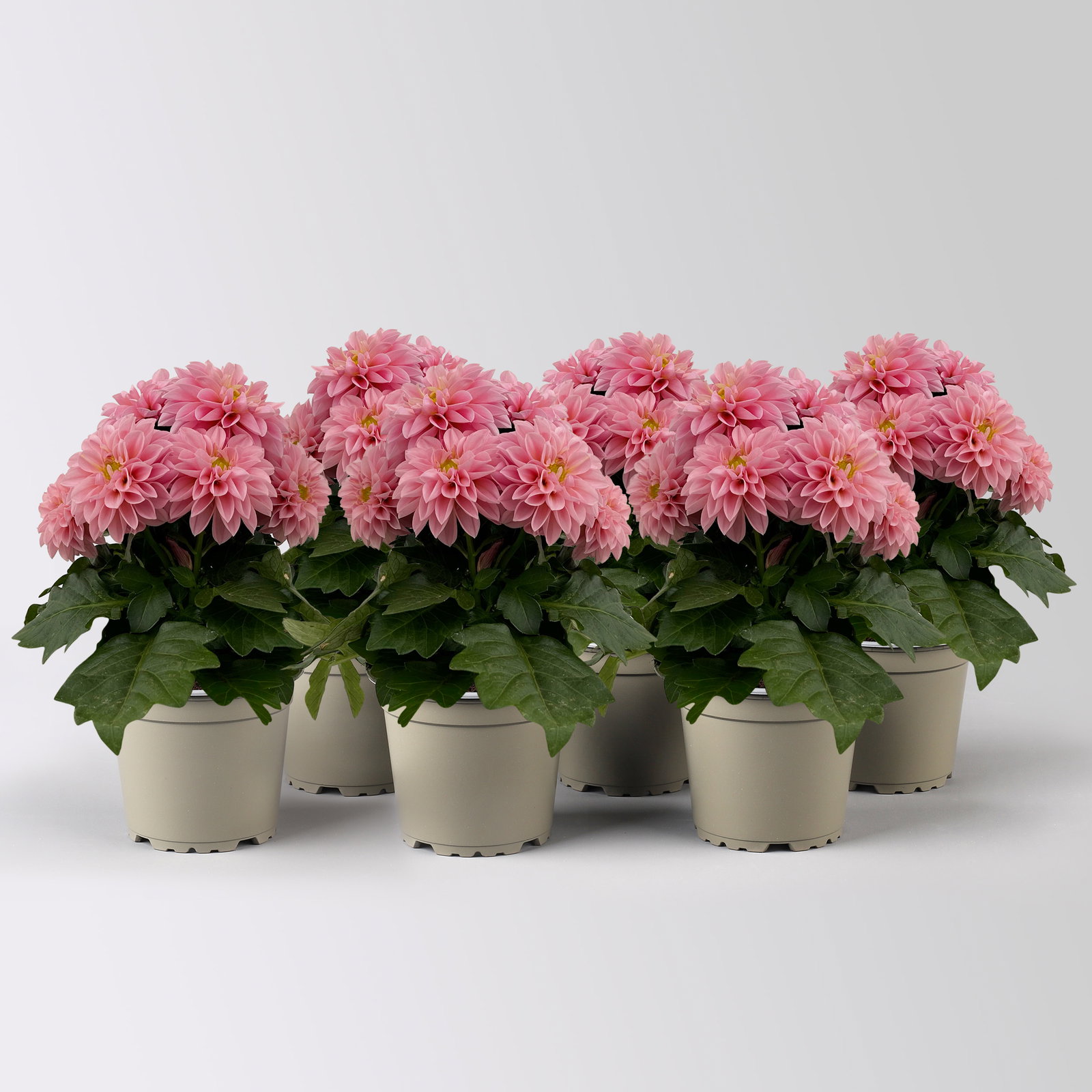 Dahlie, rosa, Topf-Ø 12 cm, 6 Pflanzen Dahlie, rosa, Topf-Ø 12 cm, 6 Pflanzen