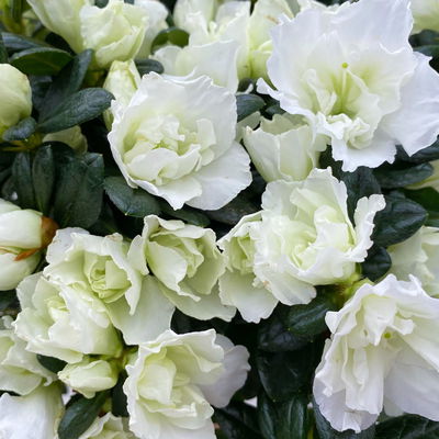 Azalee Hortinno® 'Christine Belli', weiß, Topf-Ø 13 cm, H. ca. 25 cm, 3 Pflanzen