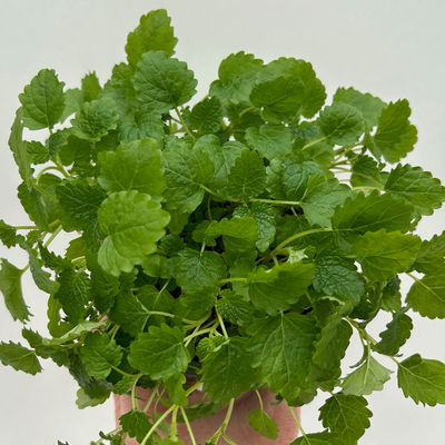 Zitronenmelisse, Kölle Bio, 12 cm Topf, frisch aus unserer Bio-Gärtnerei Zitronenmelisse, Kölle Bio, 12 cm Topf, frisch aus unserer Bio-Gärtnerei