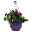 gemischte Sommerblumen-Ampel, lila-weiß, Ampeltopf 25/27 cm Ø