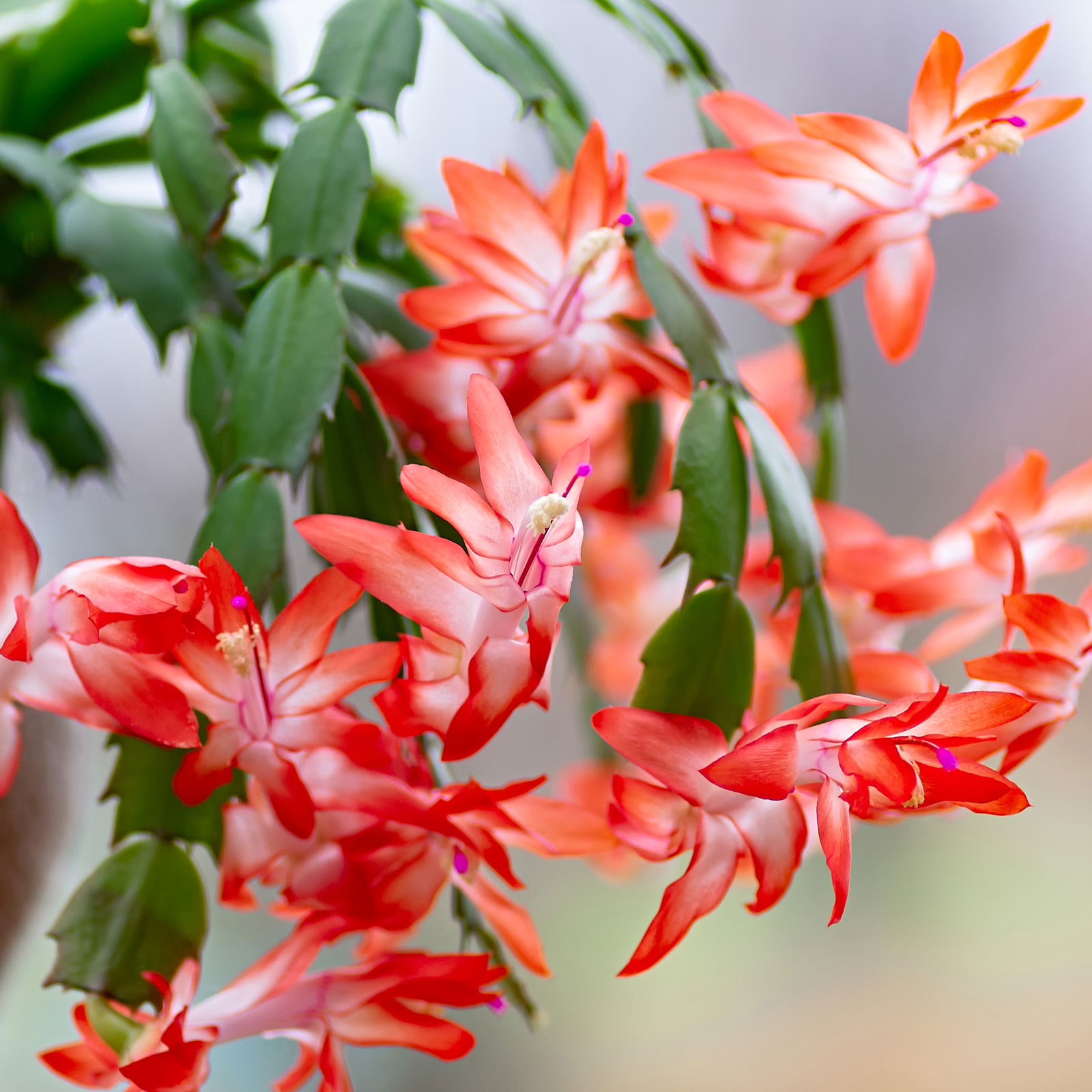 Weihnachtskaktus 'Spicy Stars Mix', lila/orange, Topf-Ø 12 cm, 6 Pflanzen