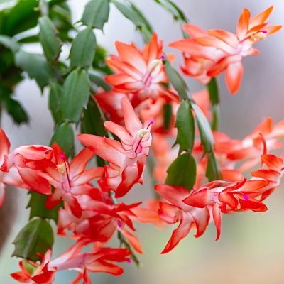 Weihnachtskaktus 'Spicy Stars Mix', lila/orange, Topf-Ø 12 cm, 6 Pflanzen