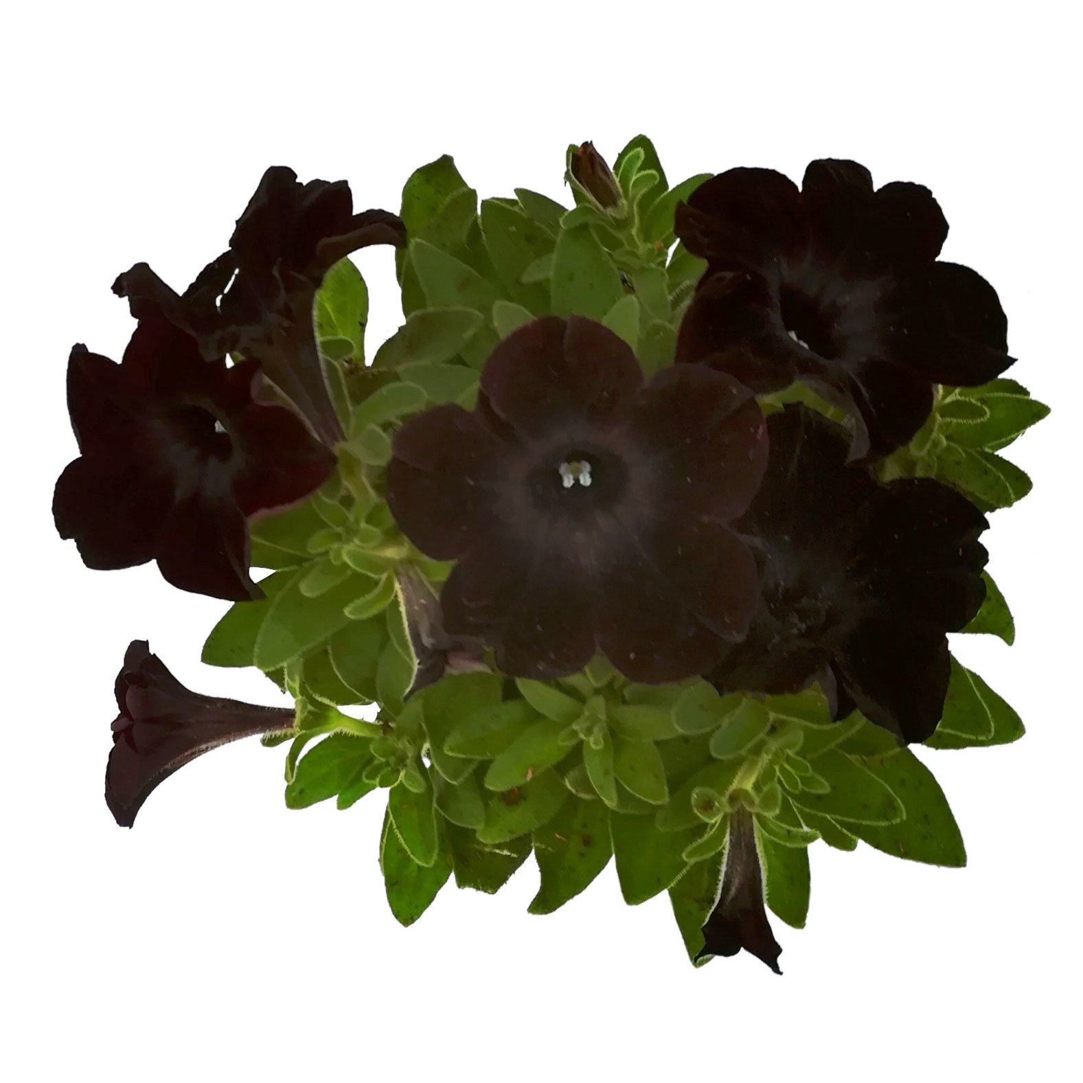 Petunie 'Viva® Black Ray' schwarz, hängend, Topf-Ø 13 cm, 6er-Set