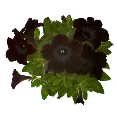 Petunie 'Viva® Black Ray' schwarz, hängend, Topf-Ø 13 cm, 6 Pflanzen