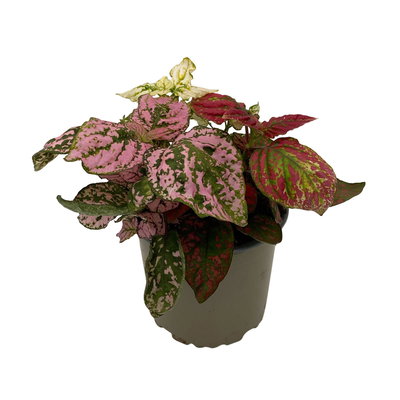 Hypoestes 'Trio', weiß-rot-rosa, Topf-Ø 12 cm Ø, 6 Pflanzen