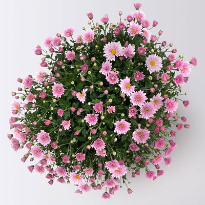 Chrysanthemen, rosa, Topf-Ø 19 cm, 3 Pflanzen Chrysanthemen, rosa, Topf-Ø 19 cm, 3 Pflanzen
