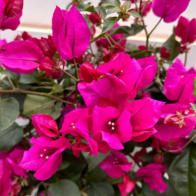 Bougainvillea lila, Spalier, Topf-Ø 21 cm, Höhe ca. 70 cm Bougainvillea lila, Spalier, Topf-Ø 21 cm, Höhe ca. 70 cm
