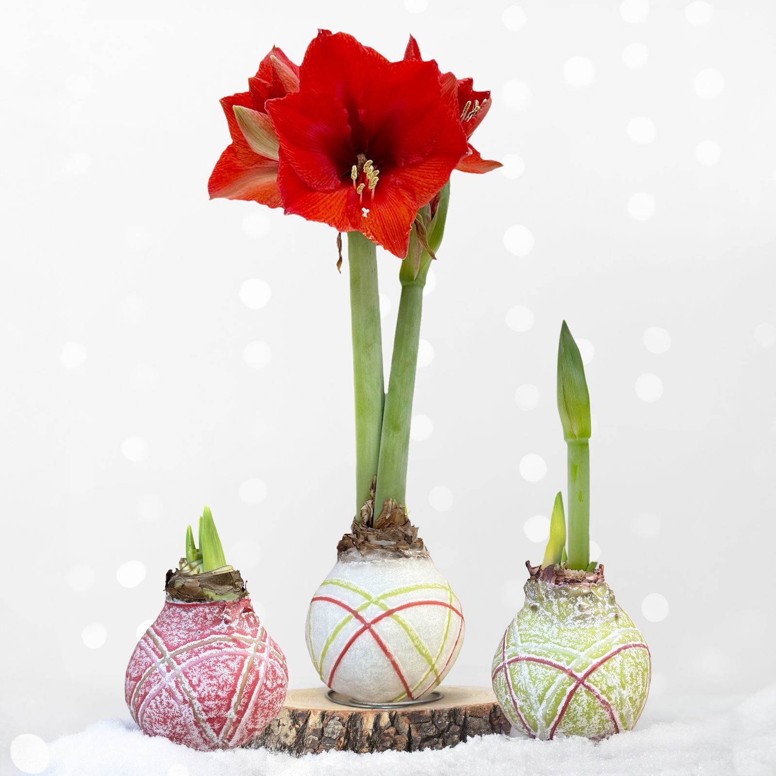 Amaryllis in Wachs, Dekor 'Red Joy Mix' nach Verfügbarkeit, Blüte rot