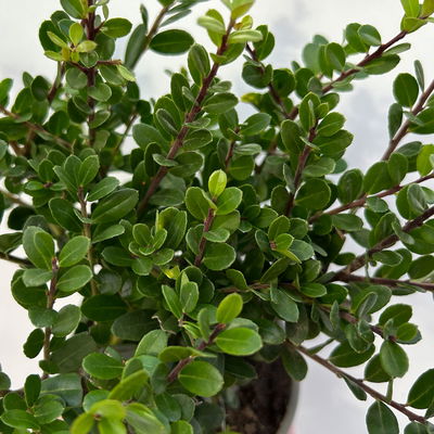Ilex crenata 'Dark Green®', Topf-Ø 9 cm, 6er-Set Ilex crenata 'Dark Green®', Topf-Ø 9 cm, 6er-Set