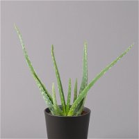 Aloe vera mit Keramiktopf anthrazit, Topf-Ø 12 cm, Höhe ca. 20-35 cm, 3er-Set