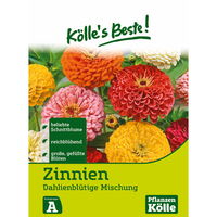 Kölle's Beste Blumensamen Zinnien Dahlienblütige Mischung (Zinnia)