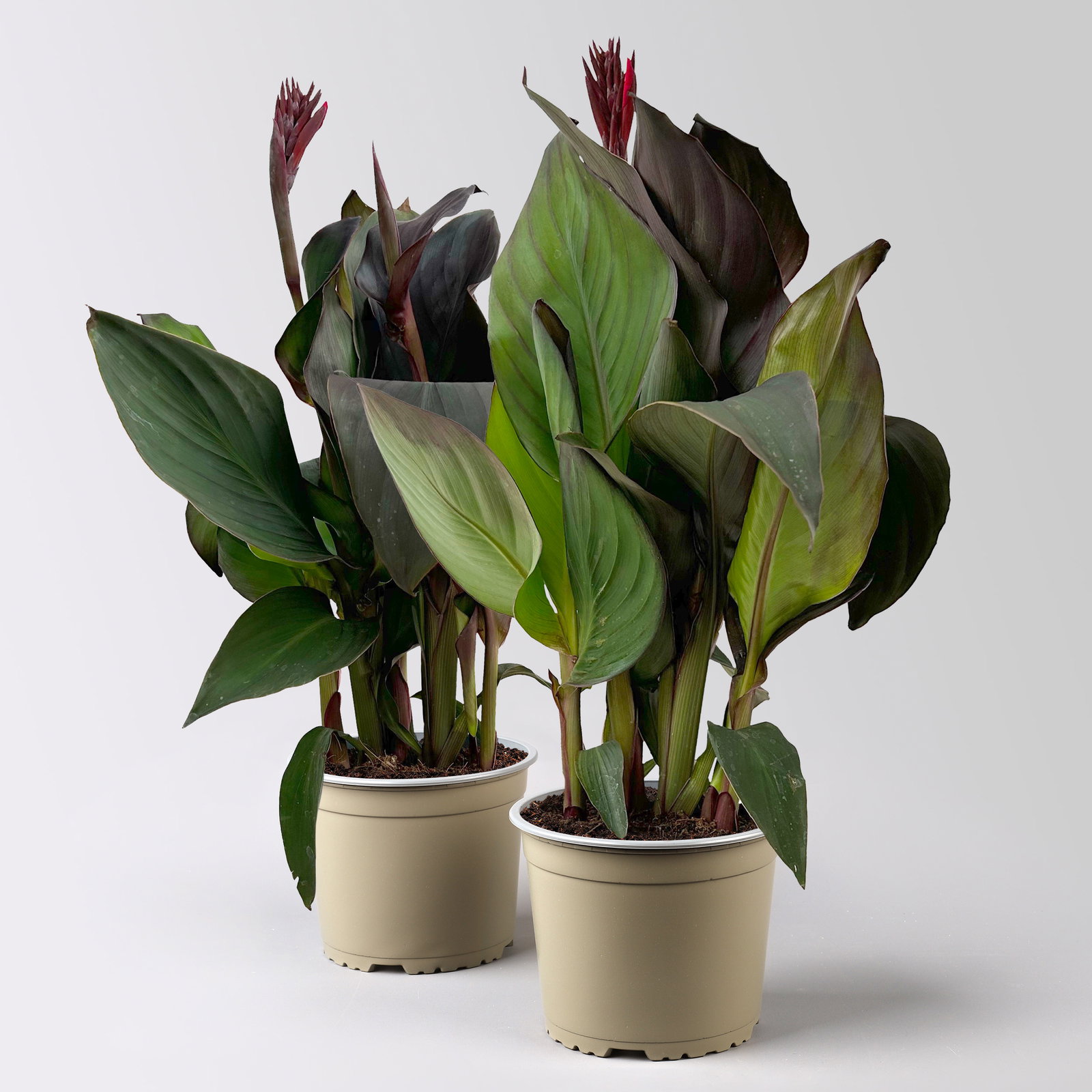 Canna 'CANNOVA® Bronze Scarlet'', rot, Topf-Ø 17 cm, 2 Pflanzen Canna 'CANNOVA® Bronze Scarlet'', rot, Topf-Ø 17 cm, 2 Pflanzen