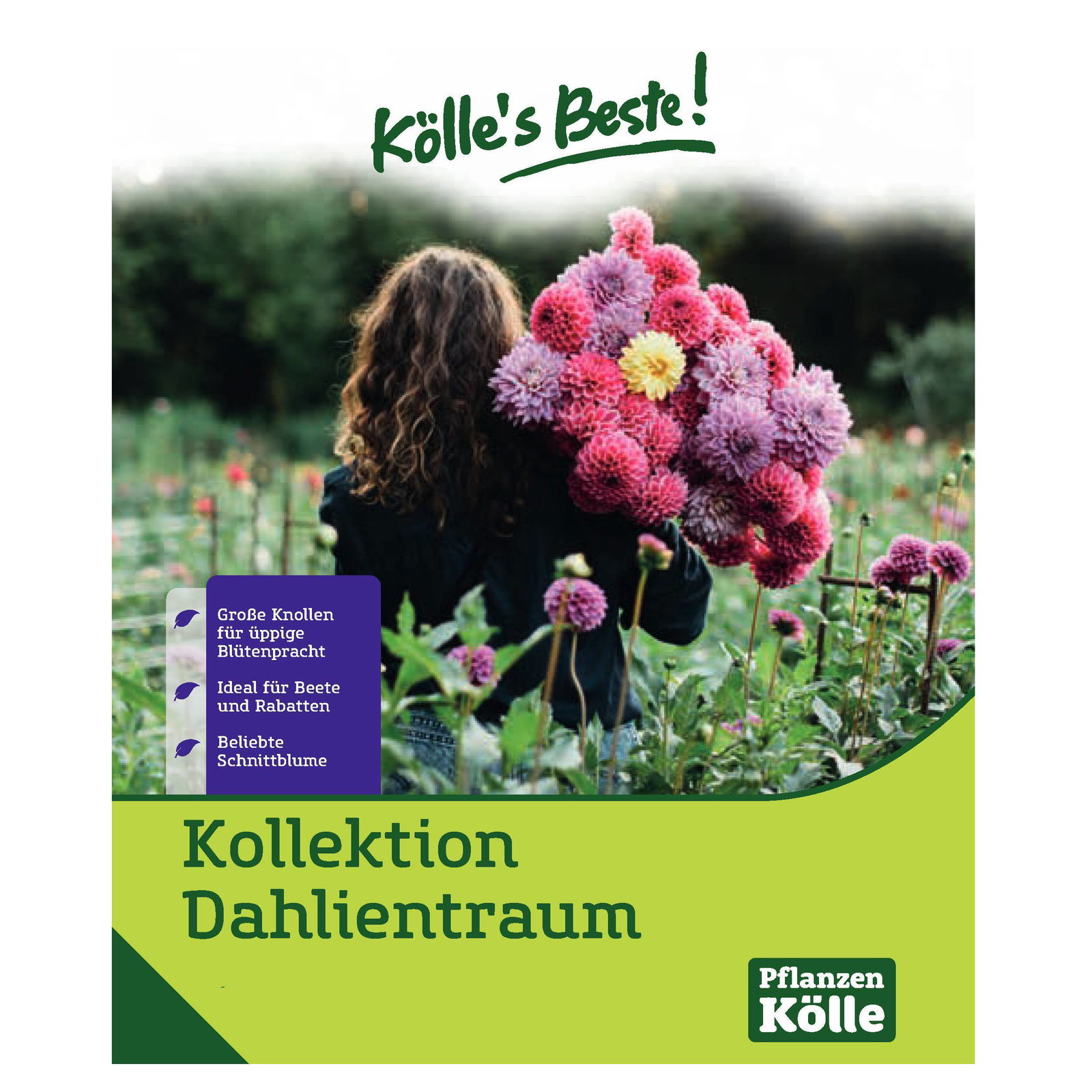 Kölle's Beste Blumenknollenmischung 'Dahlientraum'