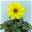 Dahlie 'Happy Days® Yellow', 6er-Set, gelb, Topf 12/13 cm Ø