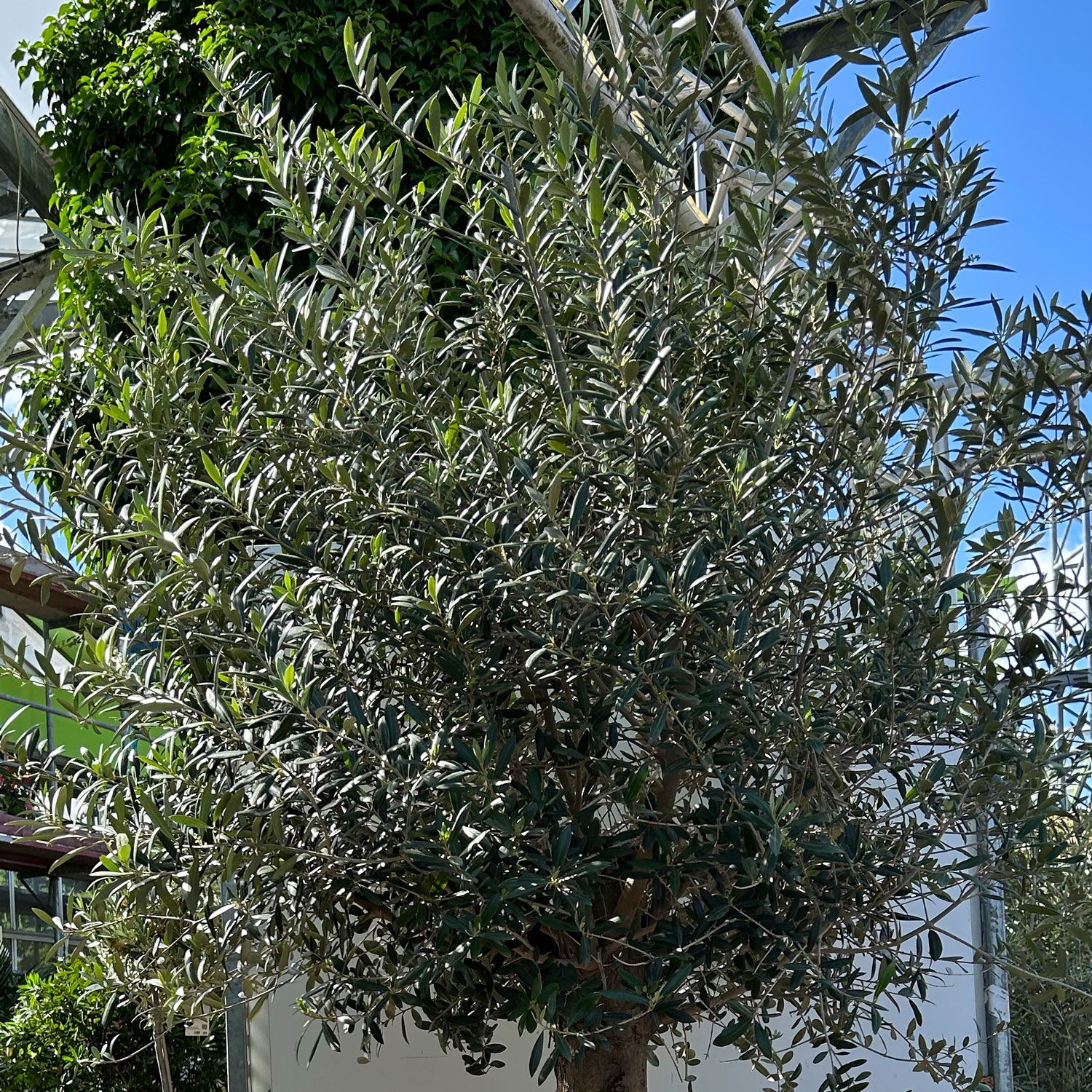 Olivenbaum, Stamm, Topf-Ø ca. 60 cm, Höhe 180-200 cm