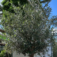 Olivenbaum, Stamm, Topf-Ø ca. 60 cm, Höhe 180-200 cm