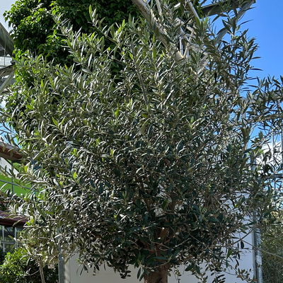 Olivenbaum, Stamm, Topf-Ø ca. 60 cm, Höhe 180-200 cm