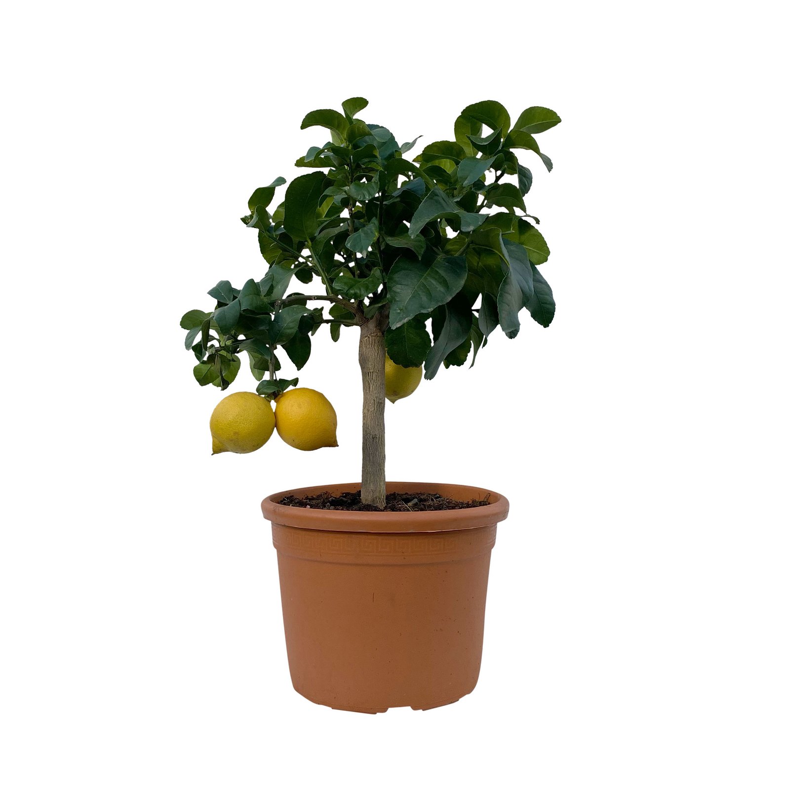 Zitronenbaum, Kurz-Stamm, Topf-Ø 26 cm, 2er-Set