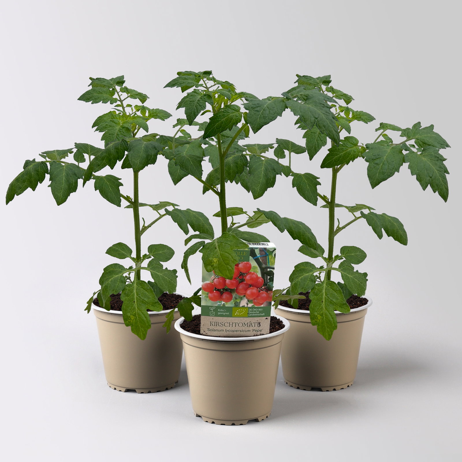 Bio Kirschtomate 'Pepe', Topf-Ø 12 cm, 3 Pflanzen