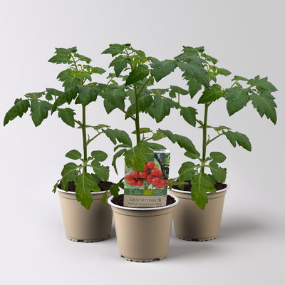 Bio Kirschtomate 'Pepe', Topf-Ø 12 cm, 3 Pflanzen