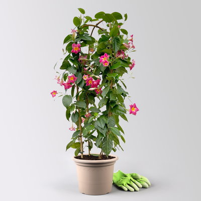 Dipladenie 'Quartz', rosa mit gelb, Doppelbogen, Topf-Ø 21 cm, Höhe ca. 90 cm Dipladenie 'Quartz', rosa mit gelb, Doppelbogen, Topf-Ø 21 cm, Höhe ca. 90 cm