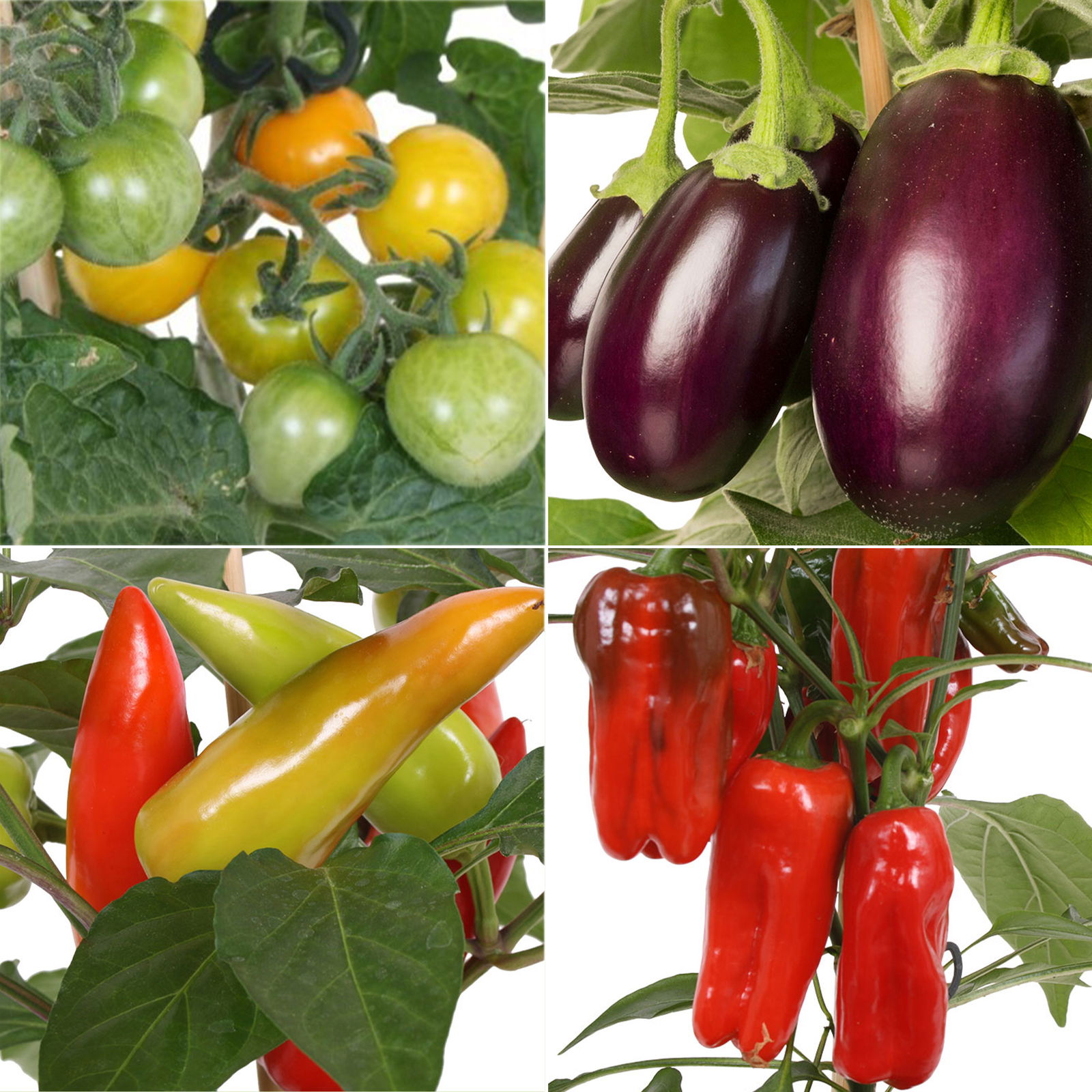 Kölle Naschgemüse Mix 'Pick-&-Joy®, Topf-Ø 14 cm, 4 Pflanzen