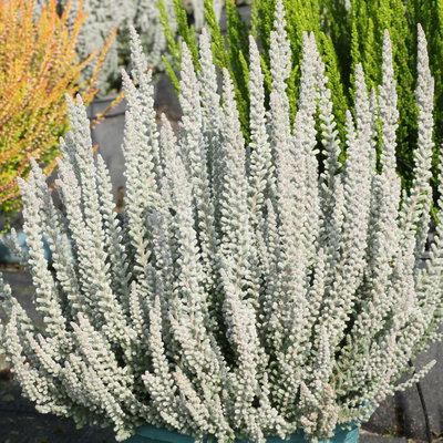 Calluna Fluffy®, silberlaubig, Topf-Ø 11 cm, 6 Pflanzen Calluna Fluffy®, silberlaubig, Topf-Ø 11 cm, 6 Pflanzen